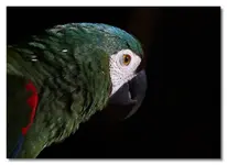 prettyheadshadow.webp