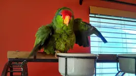 henry bath.webp