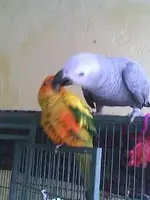 Maui and KiKi kissing.webp