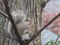 Squirrel.webp