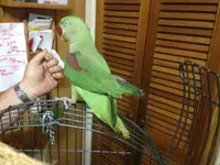 Buddy2.webp