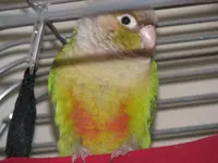 chia 004.webp