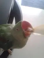 hungrybird.webp