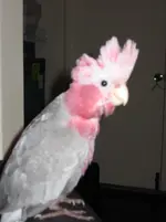 our bird Saffie.webp