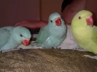 29122010034.webp