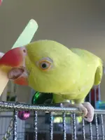 01012011067.webp