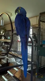 Zaf_gym3.webp