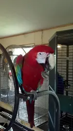 Sals_gym2.webp