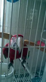 Sals_cage1.webp