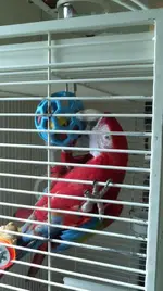 Sals_cage3.webp