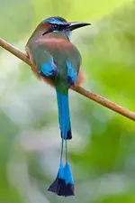motmot.webp