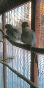 Aviary - winter- Sydney & Esperanza.webp