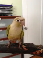 Gumbo_Left_Wing.webp