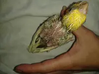 20150702_114118.webp