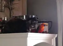 Shadow & Mango2.webp