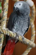 Loki3.webp