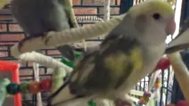 bird2.webp