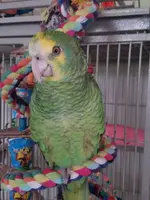 yoshi.webp