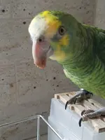 yoshi 7.webp