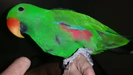 Yoshi wing.webp