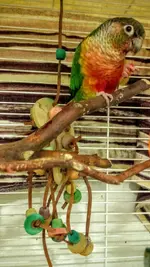 Mango July 2016 upon adoption.webp