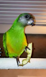 image.webp