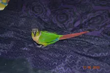 Bed.webp