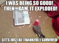 thankful bird.webp