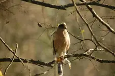 HAWK.webp