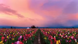flowers.webp