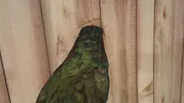 JimmyFeatherDepigmentation.webp
