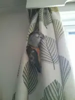 Rio.webp