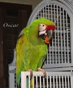 Oscar_2.webp