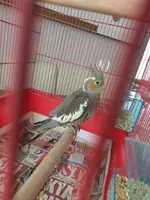 IMAG2143.webp IMAG2143.webp