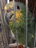 PRETTY BIRD jpeg.webp