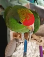 2018-09-02_15.54.13.webp