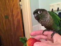Kiwiberry2.webp