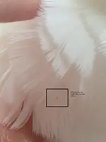 feather prob 3.webp