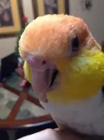 Meeko nose.webp
