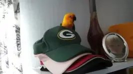 IMG_20170218_110123.jpg jade and Greenbay.webp