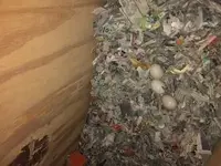 eggs.webp
