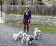 Sudee kiss Eeyore & dogs.webp