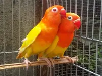 loveys.webp