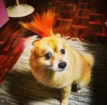 copper.webp