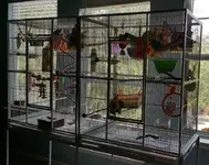 cage.webp