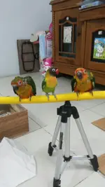 Conures1.webp