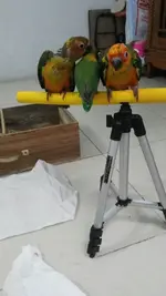 Conures2.webp