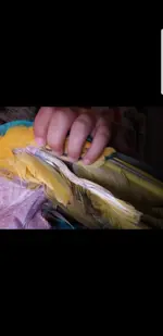 Screenshot_20181025-213435_Gallery.webp
