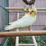 008.webp