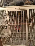 cage 2.webp